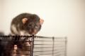 IMG_2042 rats